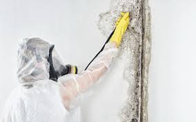 Best Water Damage & Mold Remediation  in Royersford, PA